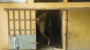 Viral Bocah Jatuh ke Kandang Gajah Ragunan, Pengelola: Ada Indikasi Demi Konten